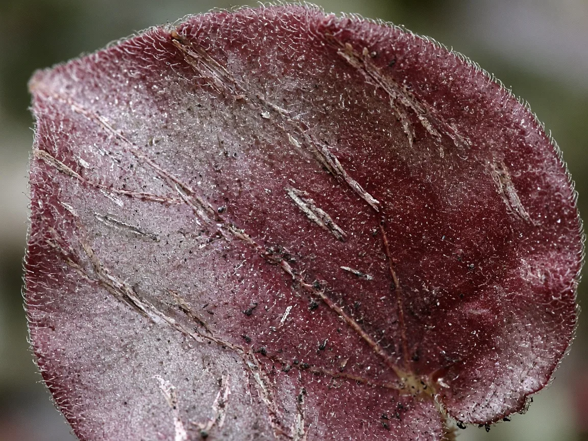 Close-up of thrips damage on Begonia Rex - silver scrape streaks and black frass on painted rex leaf