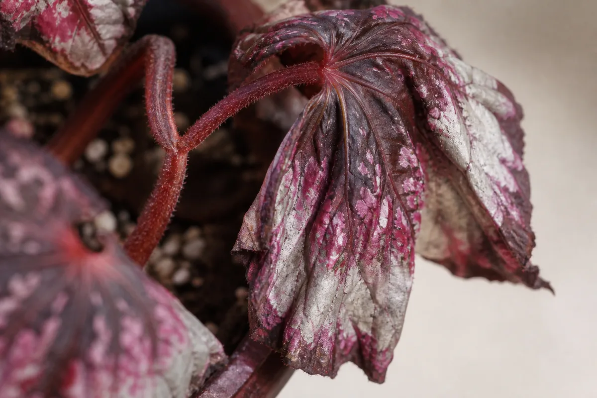 Close-up of Wilting on Begonia Rex - diagnostic detail