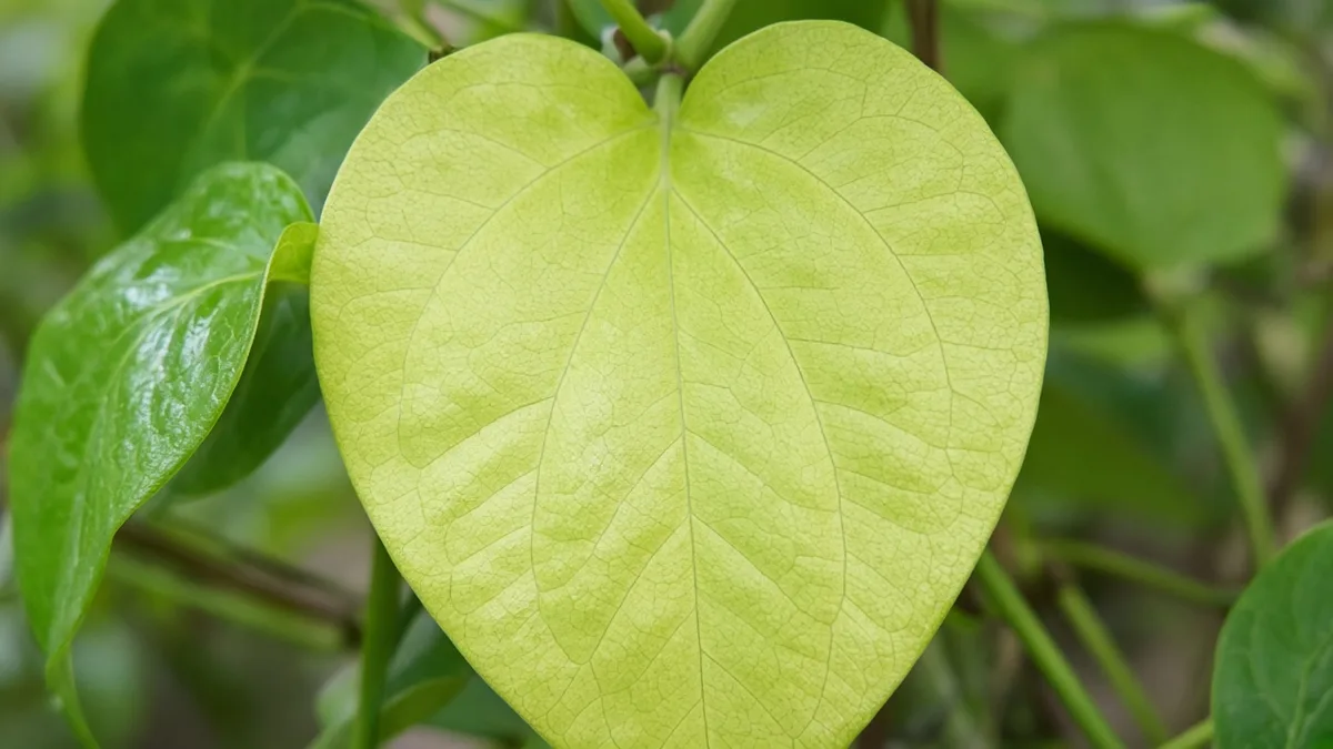 Close-up of nitrogen deficiency on Betel Leaf - uniform pale yellow-green on oldest heart-shaped paan leaf