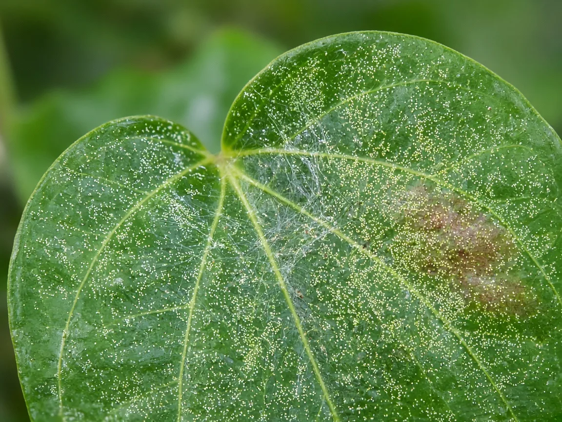 Close-up of spider mites on Betel Leaf - stippling and fine webbing on a glossy heart-shaped leaf underside