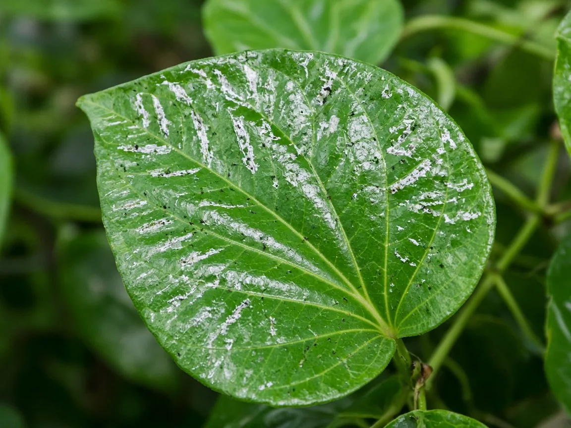 Close-up of thrips damage on Betel Leaf - silvery streaks and black frass specks on a glossy young heart-shaped leaf