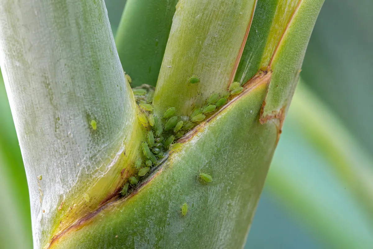 Close-up of Aphids on Bird of Paradise - diagnostic detail
