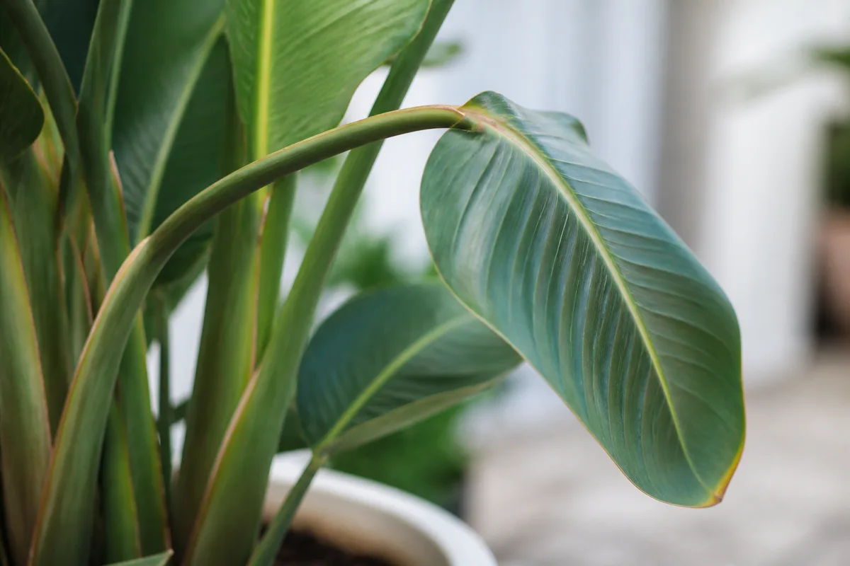 Close-up of Drooping Leaves on Bird of Paradise - diagnostic detail