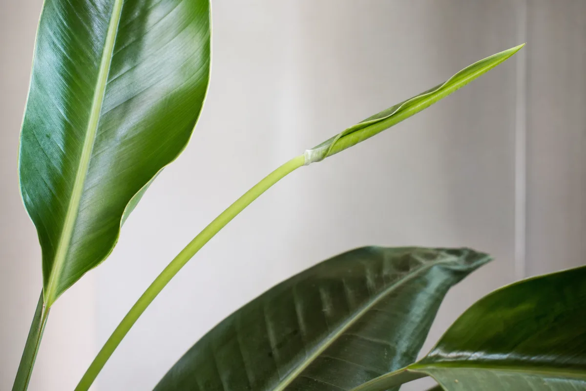 Close-up of Leggy Growth on Bird of Paradise - diagnostic detail