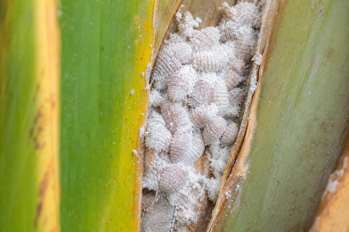 Close-up of Mealybugs on Bird of Paradise - diagnostic detail