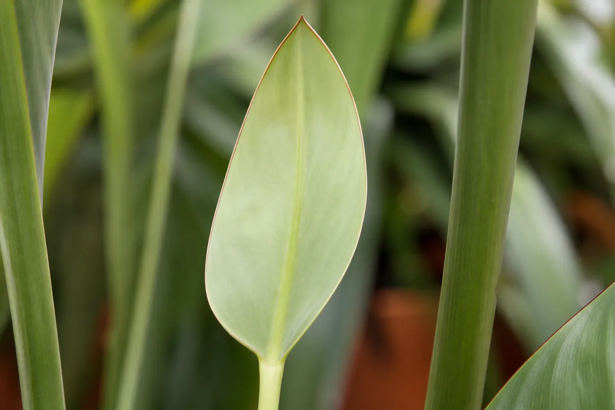 Close-up of Not Enough Light on Bird of Paradise - diagnostic detail