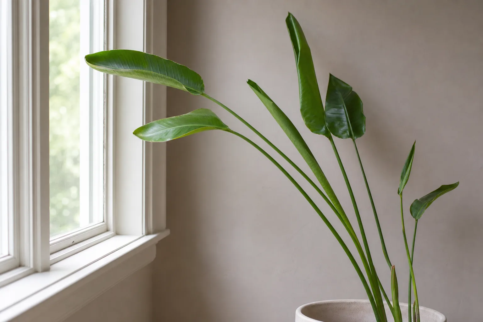 Bird of paradise with stretched, light-starved growth from insufficient indoor brightness