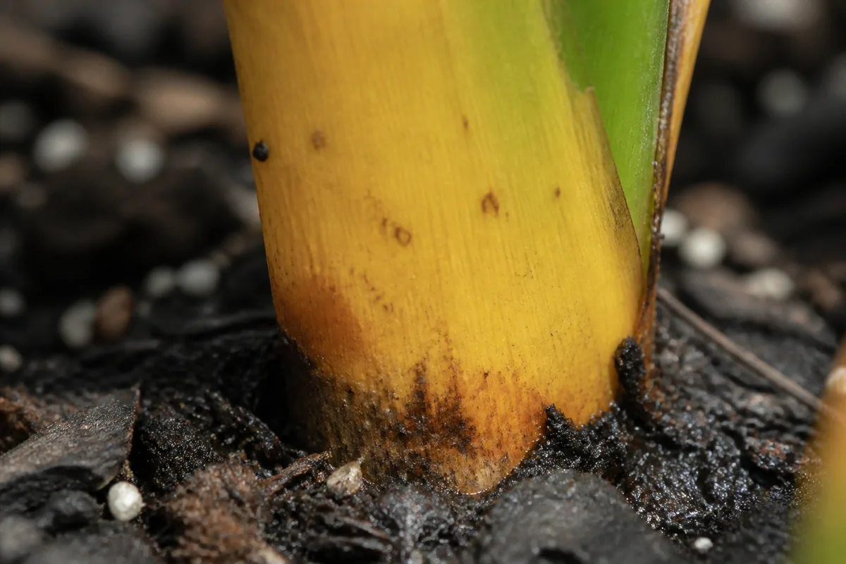 Close-up of Overwatering on Bird of Paradise - diagnostic detail