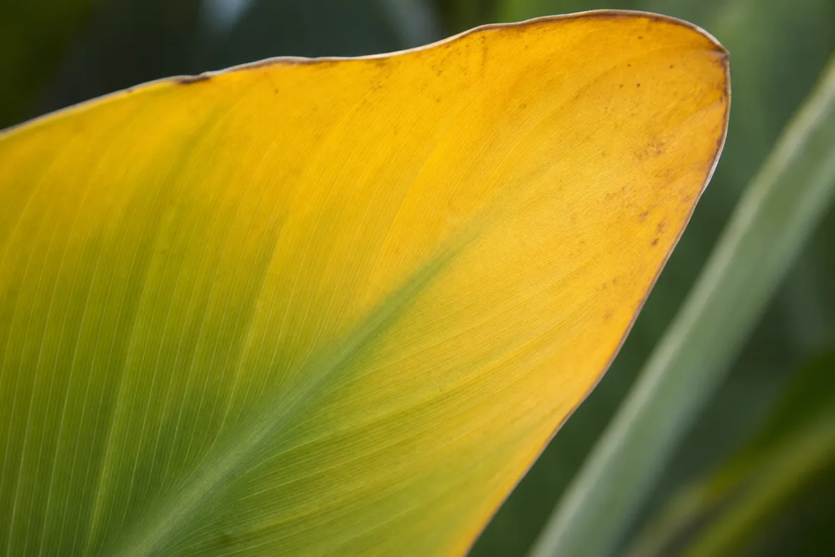 Close-up of Yellow Leaves on Bird of Paradise - diagnostic detail
