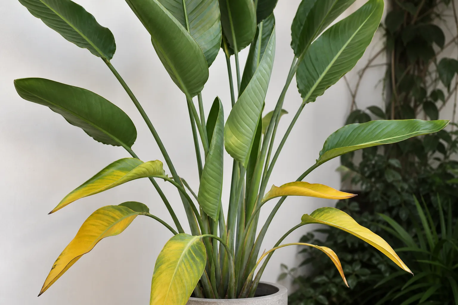 Yellowing lower leaves on bird of paradise often tied to wet-root stress or aging foliage