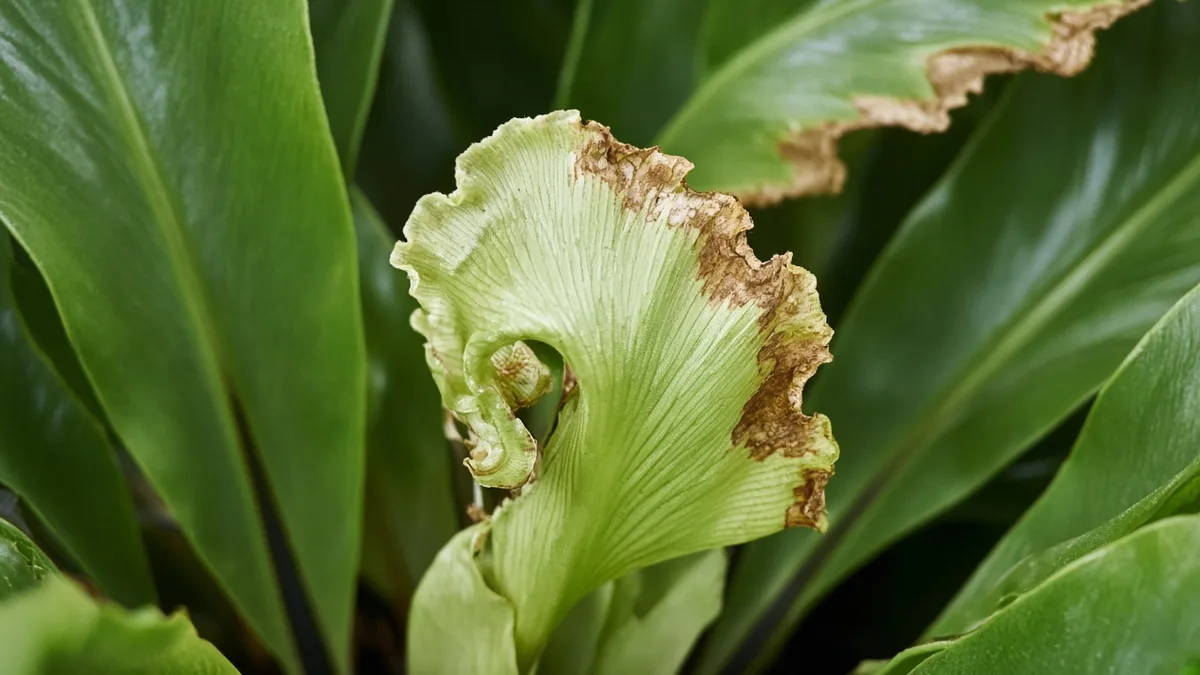 Close-up of calcium deficiency on Bird's Nest Fern - brown necrotic margin on newest unfurling fiddlehead