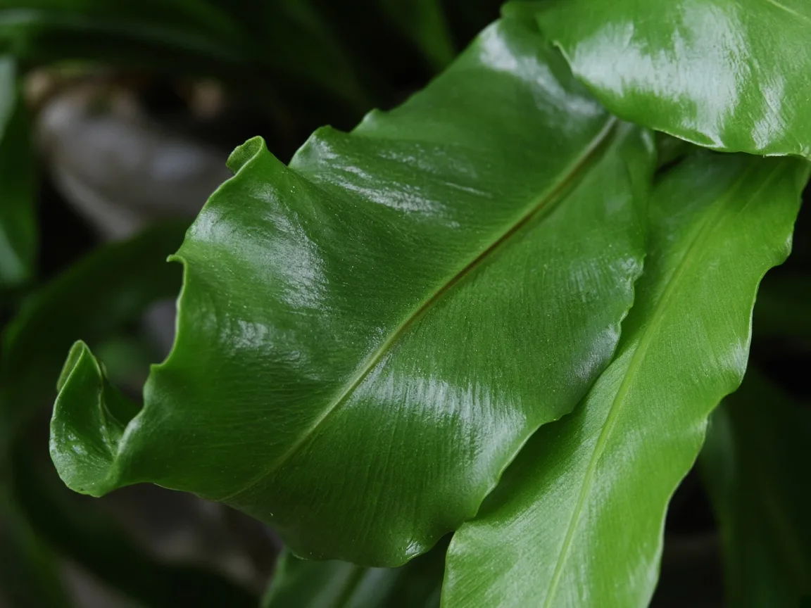Close-up of curling leaves on Bird's Nest Fern - diagnostic detail