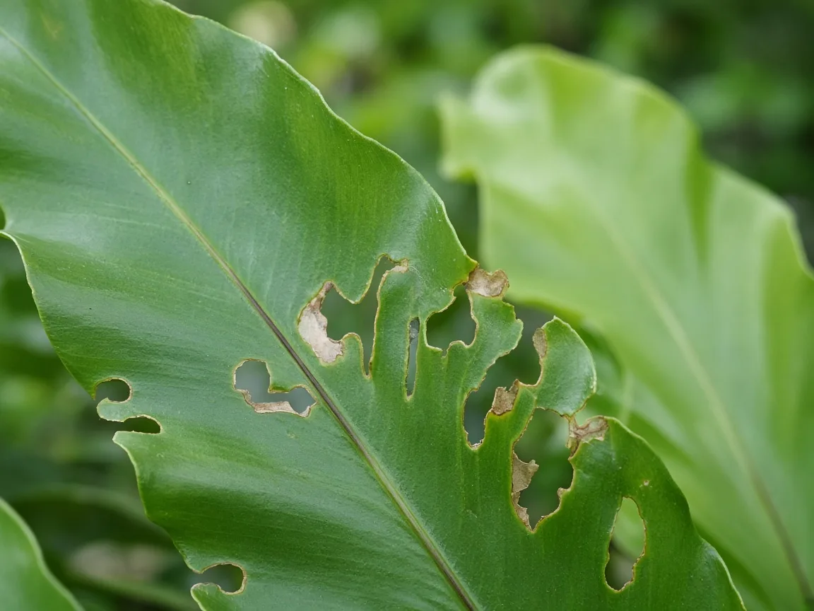 Close-up of holes in leaves on Bird's Nest Fern - irregular chew through a broad wavy strap frond