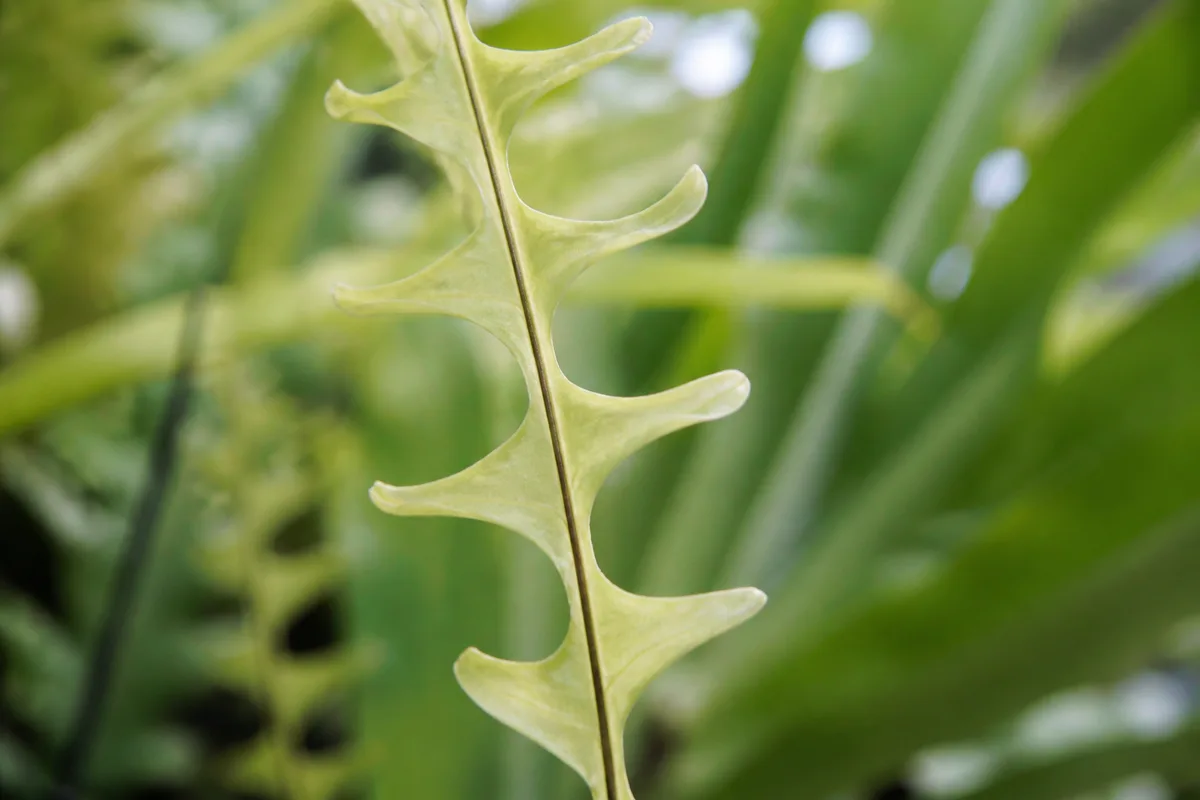 Close-up of Leggy Growth on Bird's Nest Fern - diagnostic detail