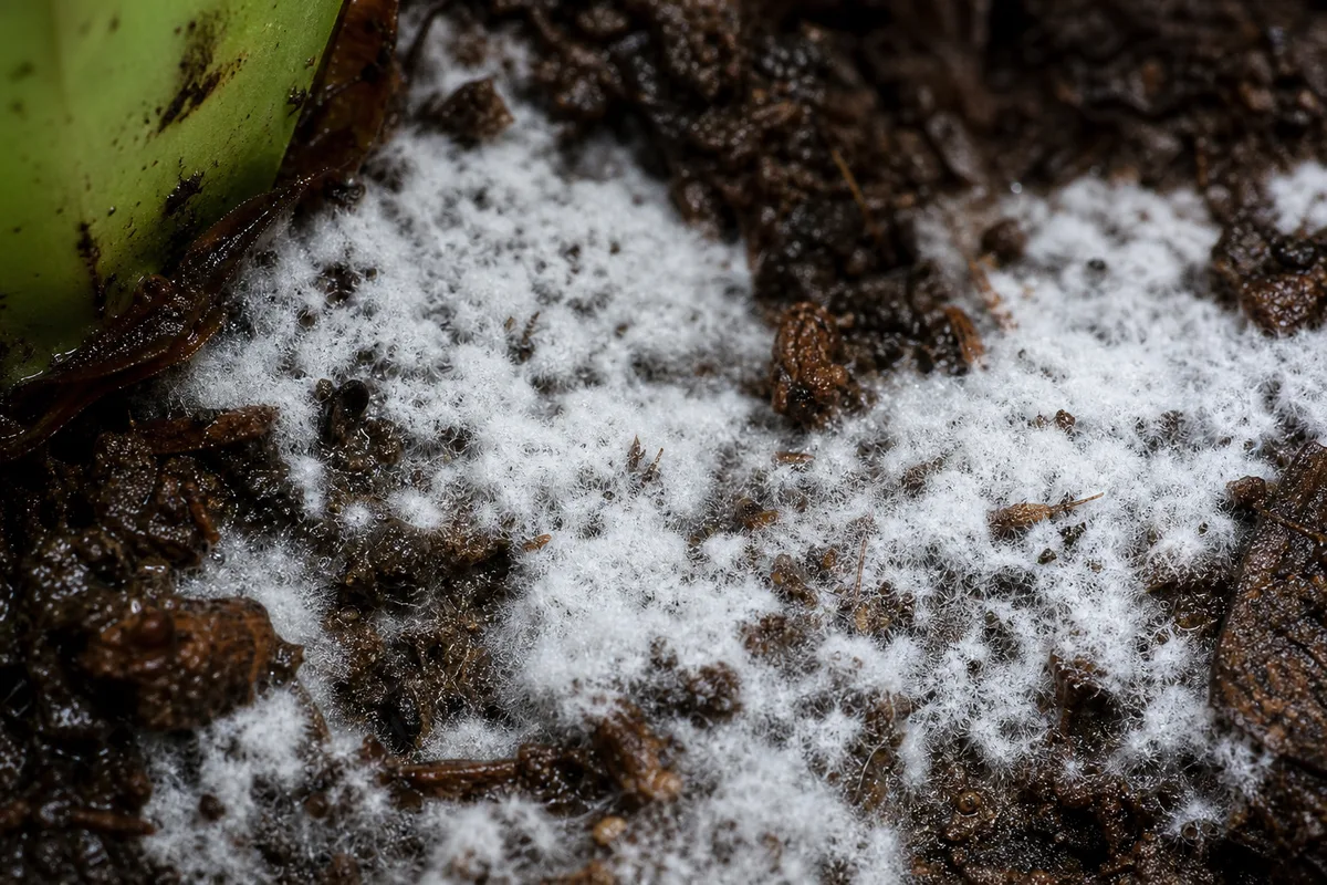 Close-up of Mold on Soil on Bird's Nest Fern - diagnostic detail