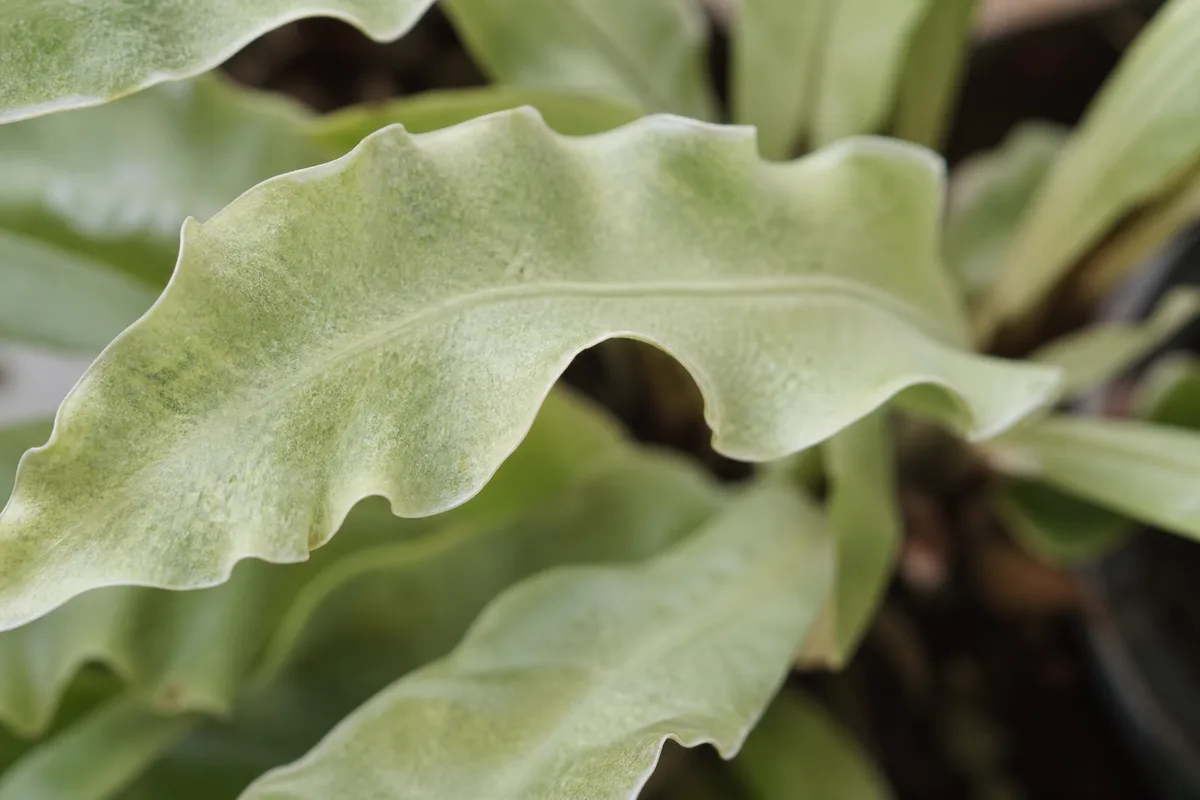 Close-up of Not Enough Light on Bird's Nest Fern - diagnostic detail
