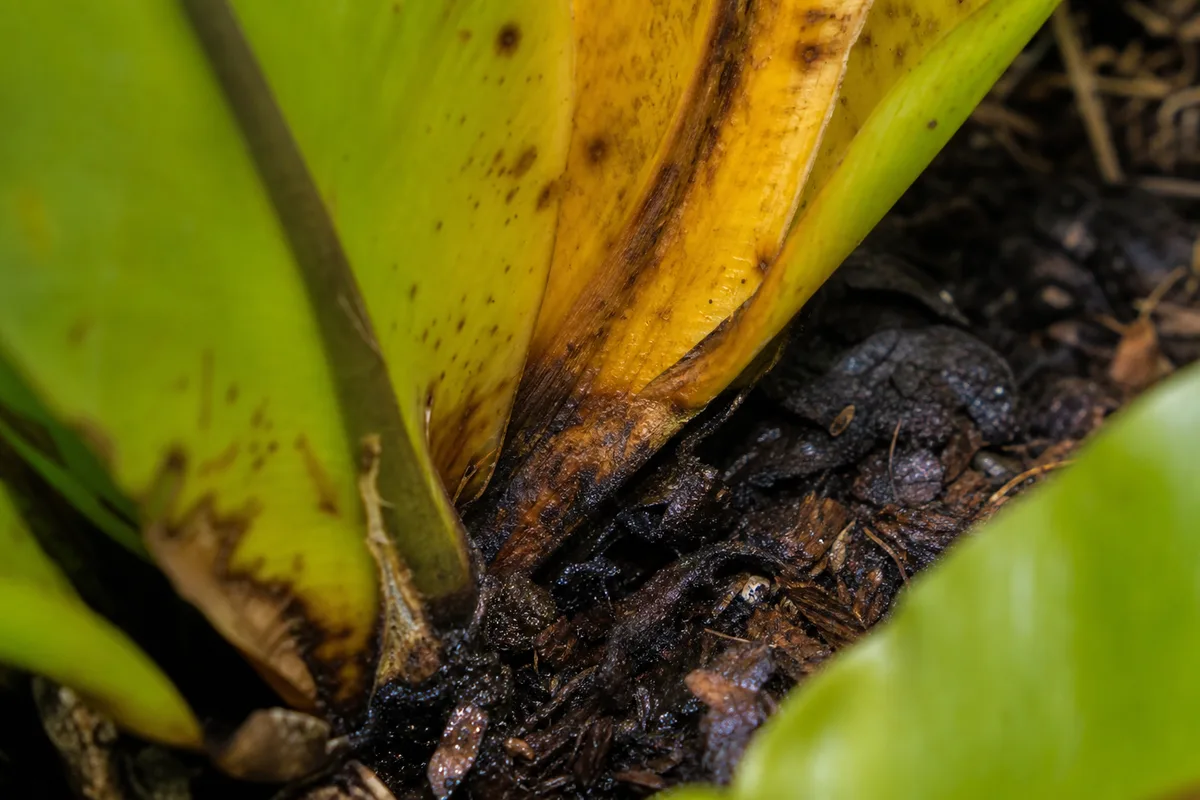 Close-up of Overwatering on Bird's Nest Fern - diagnostic detail