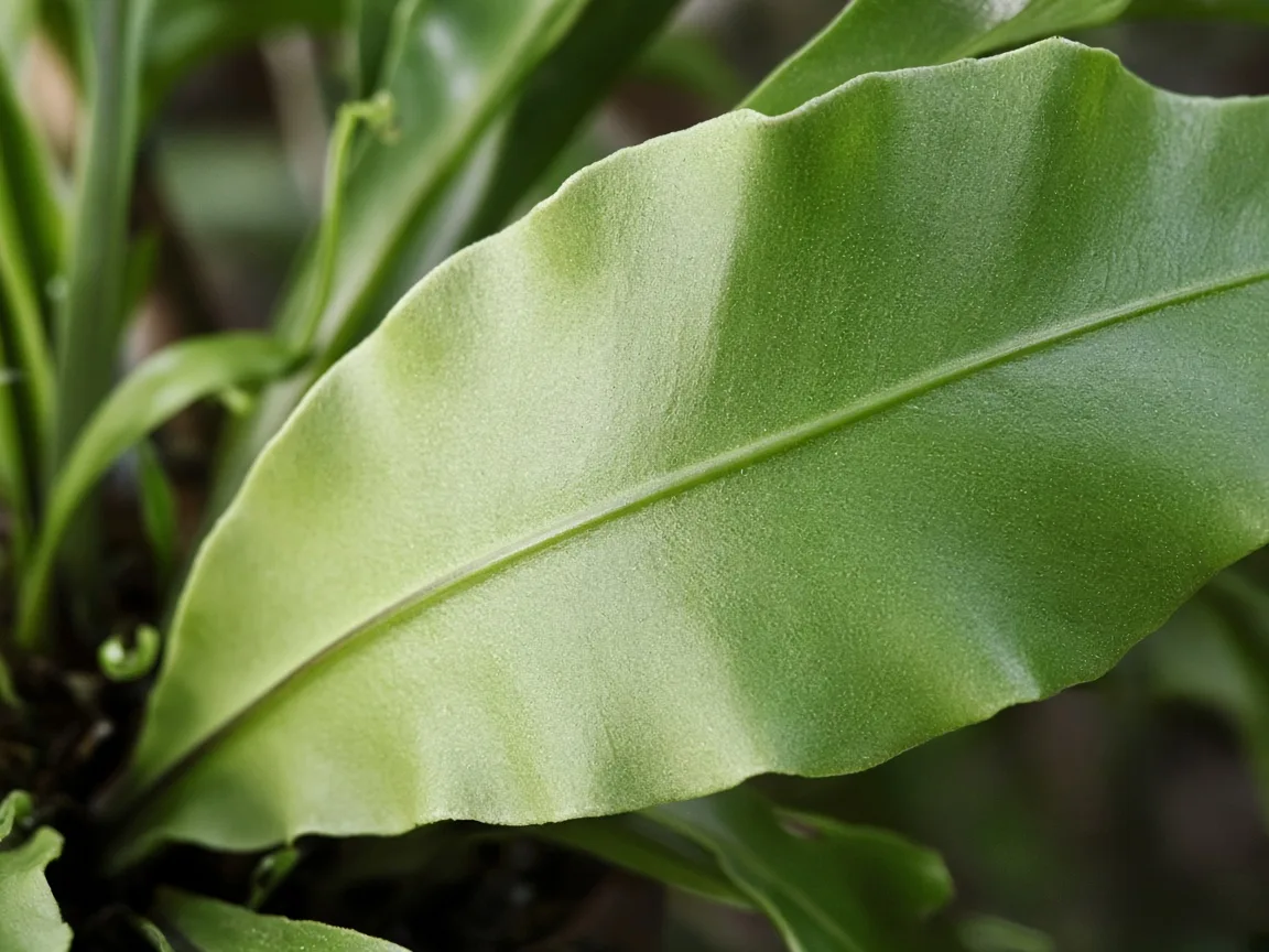Close-up of pale leaves on Bird's Nest Fern — washed-out strap frond beside greener tissue