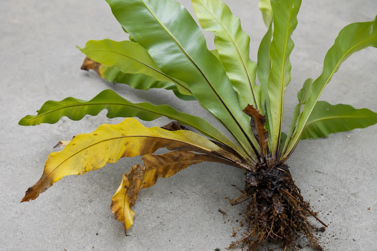 Root Rot on Bird's Nest Fern - visible symptom on the plant