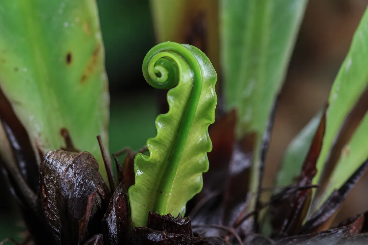 Close-up of Slow Growth on Bird's Nest Fern - diagnostic detail