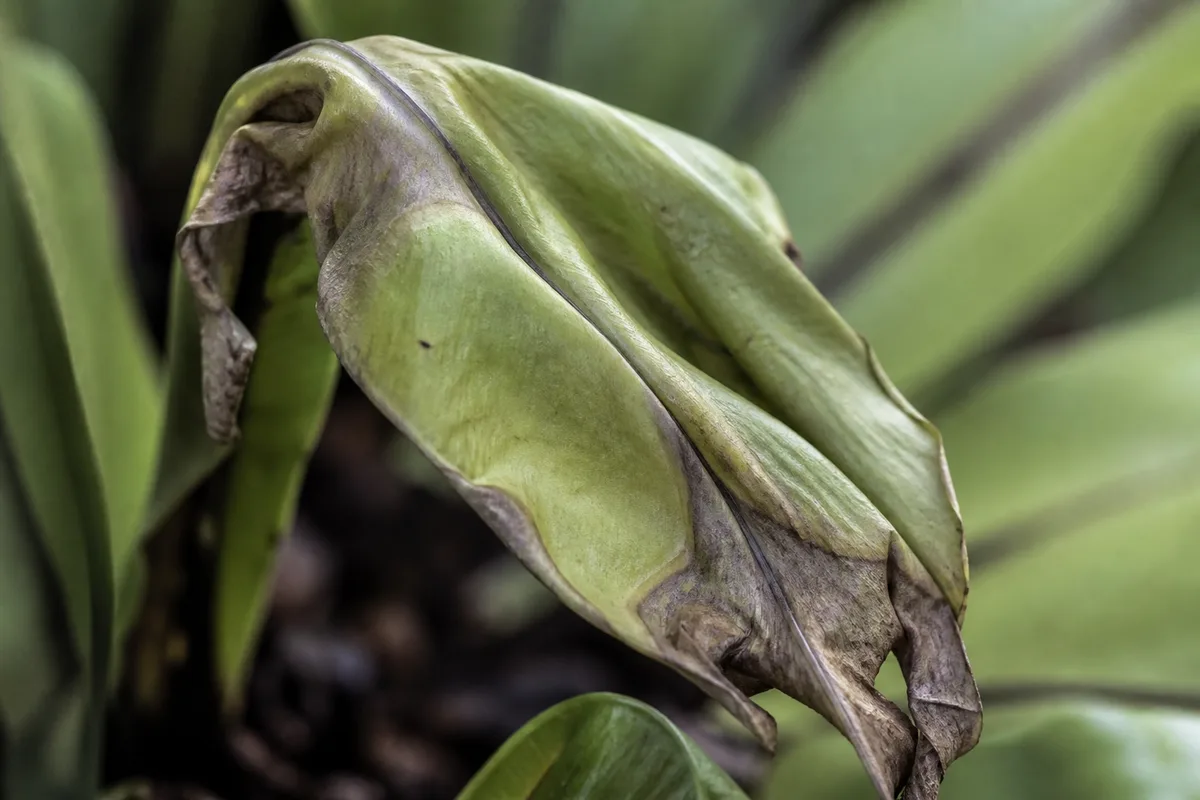 Close-up of Wilting on Bird's Nest Fern - diagnostic detail