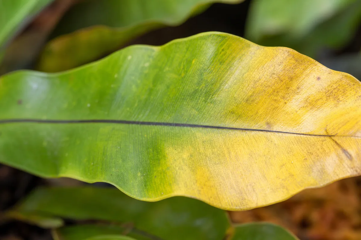 Close-up of Yellow Leaves on Bird's Nest Fern - diagnostic detail