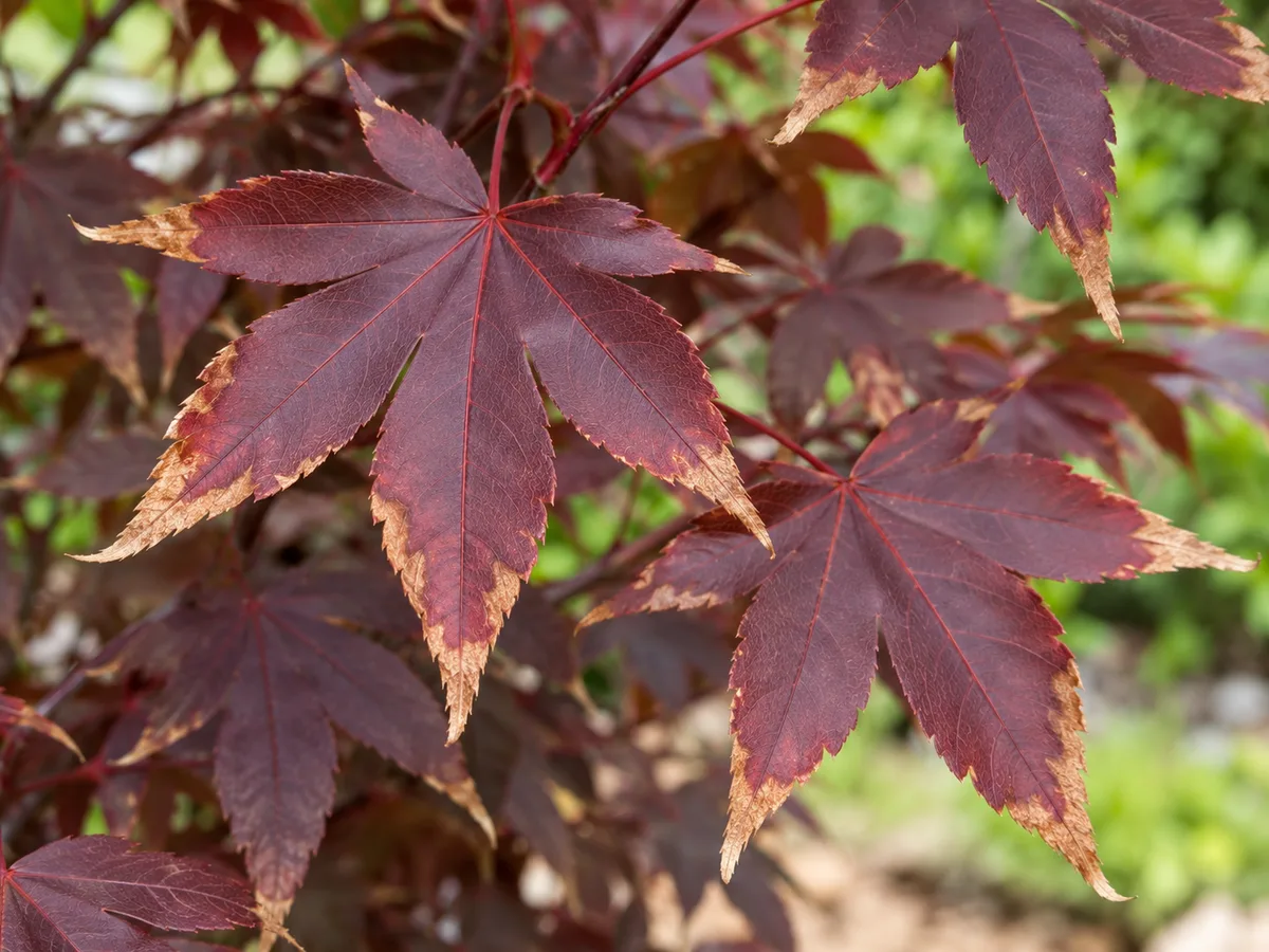 Mild tan, crispy margins on Bloodgood leaves are consistent with heat or drought scorch