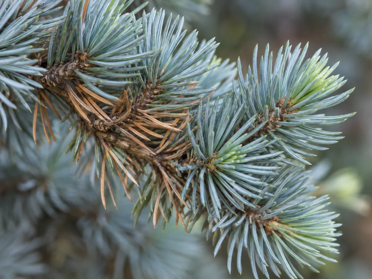A close view of blue Atlas cedar foliage with a few older inner needles browning while the outer shoot tips remain blue-green