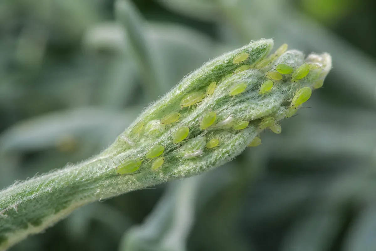 Close-up of Aphids on Blue Star Fern - diagnostic detail