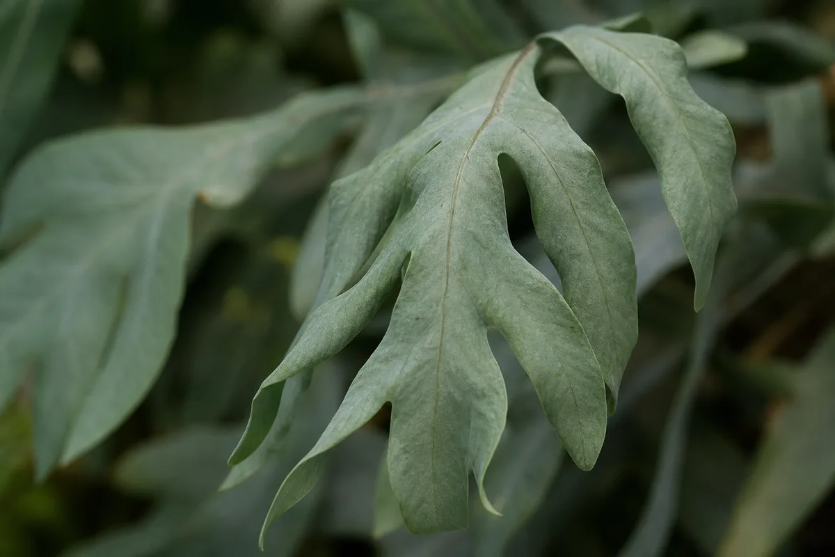Close-up of Drooping Leaves on Blue Star Fern - diagnostic detail
