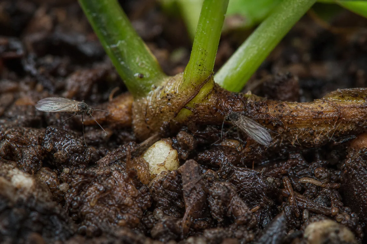 Close-up of Fungus Gnats on Blue Star Fern - diagnostic detail