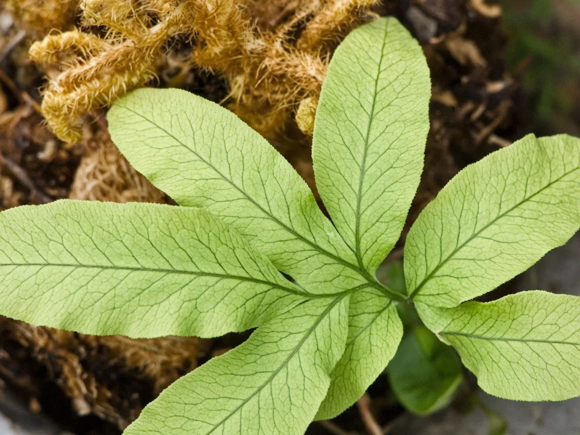 Close-up of magnesium deficiency on Blue Star Fern - interveinal chlorosis on older lobed frond