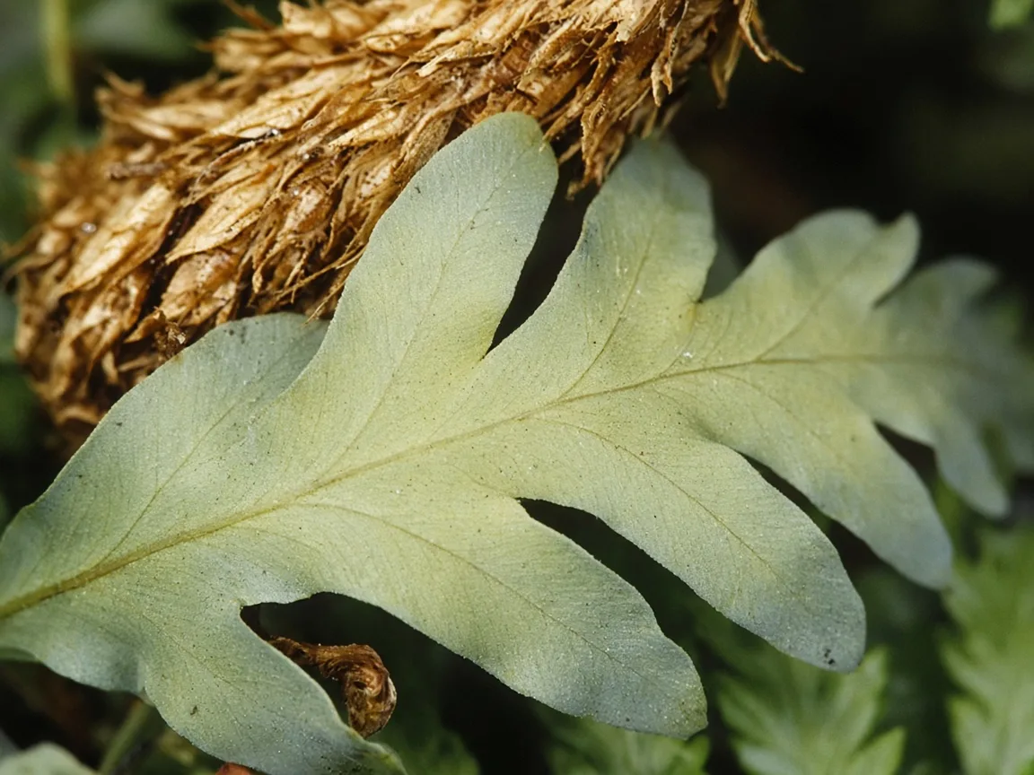 Close-up of nitrogen deficiency on Blue Star Fern - uniform pale yellow-green on older lobed frond above golden rhizome scales