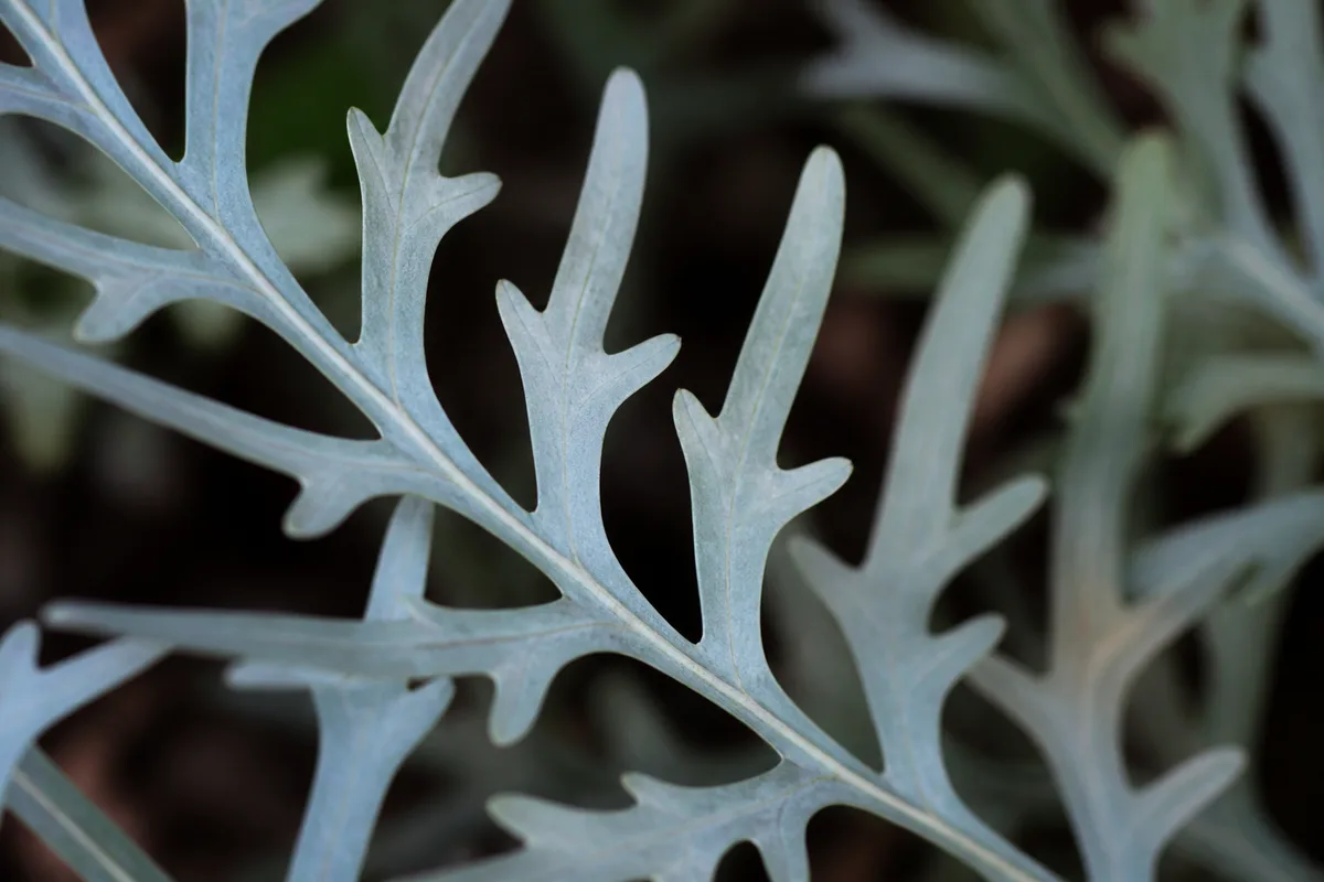 Close-up of Not Enough Light on Blue Star Fern - diagnostic detail