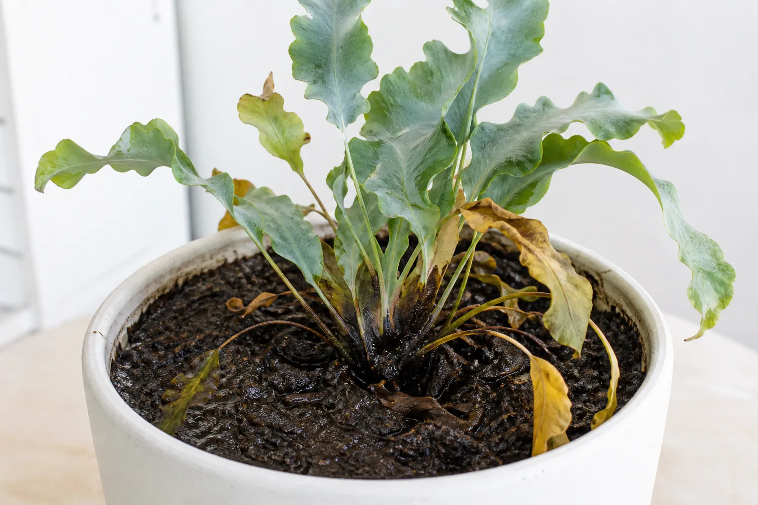 Root Rot on Blue Star Fern - visible symptom on the plant