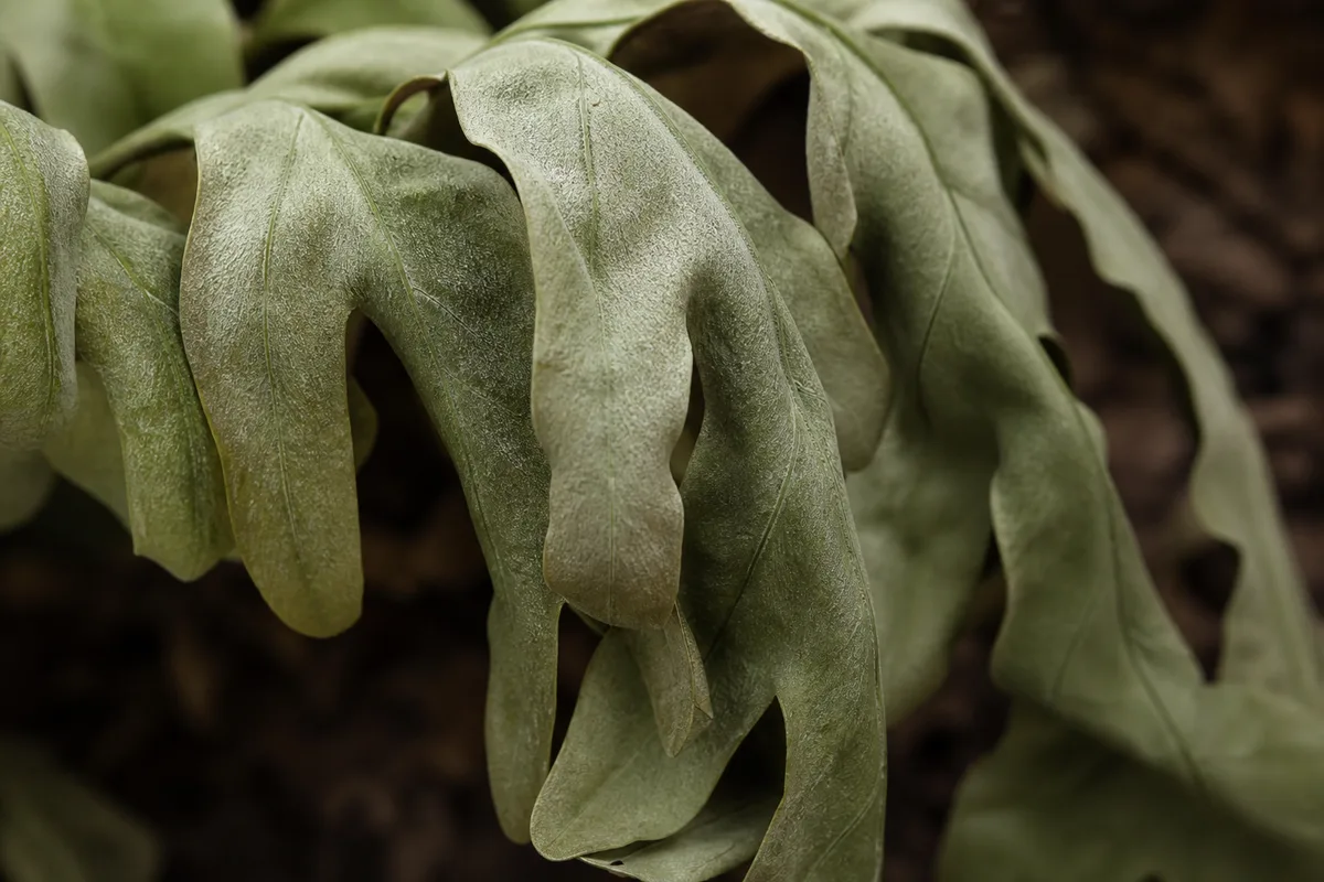 Close-up of Wilting on Blue Star Fern - diagnostic detail