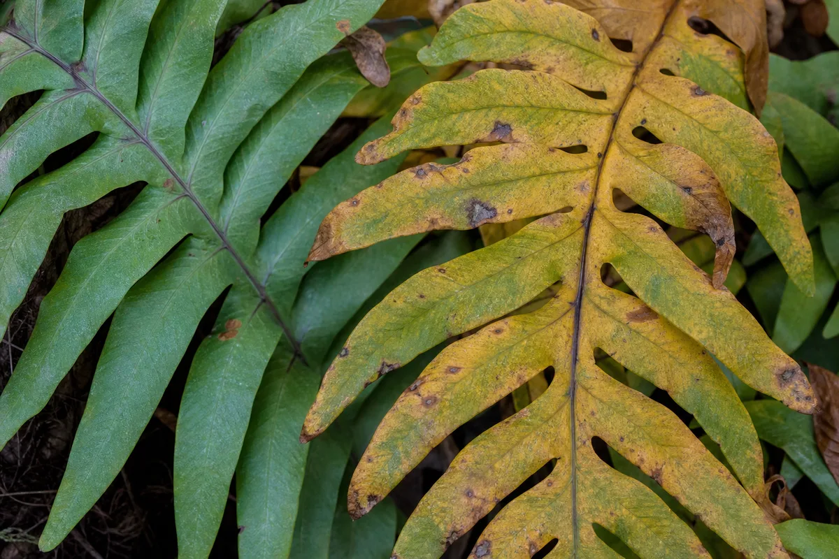 Close-up of Yellow Leaves on Blue Star Fern - diagnostic detail