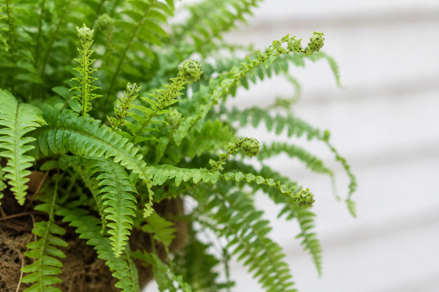 Aphids on Boston Fern - visible symptom on the plant