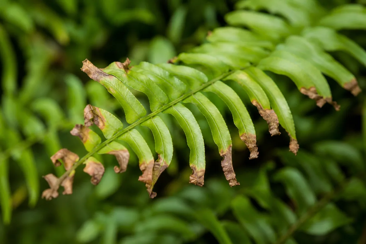 Brown crispy fern tips from dry indoor air