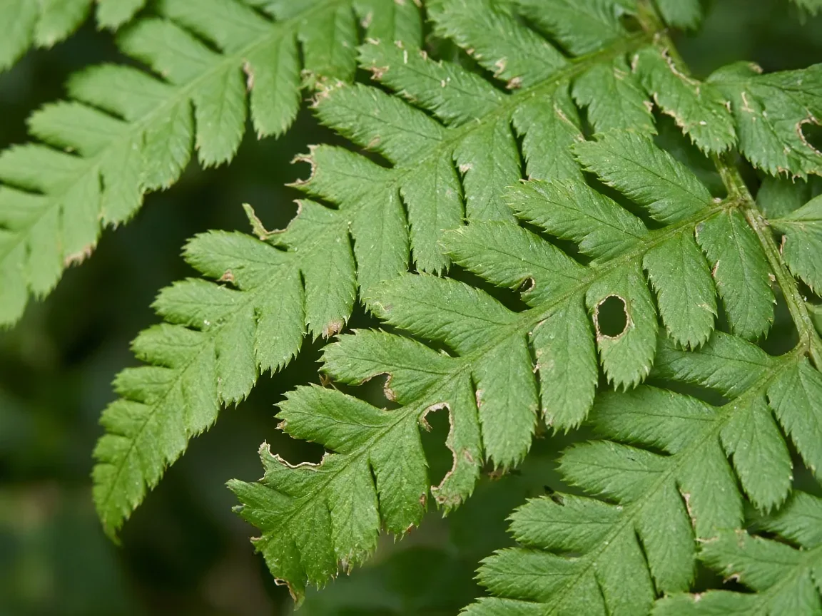 Close-up of holes in leaves on Boston Fern - irregular chew through feathery pinnae