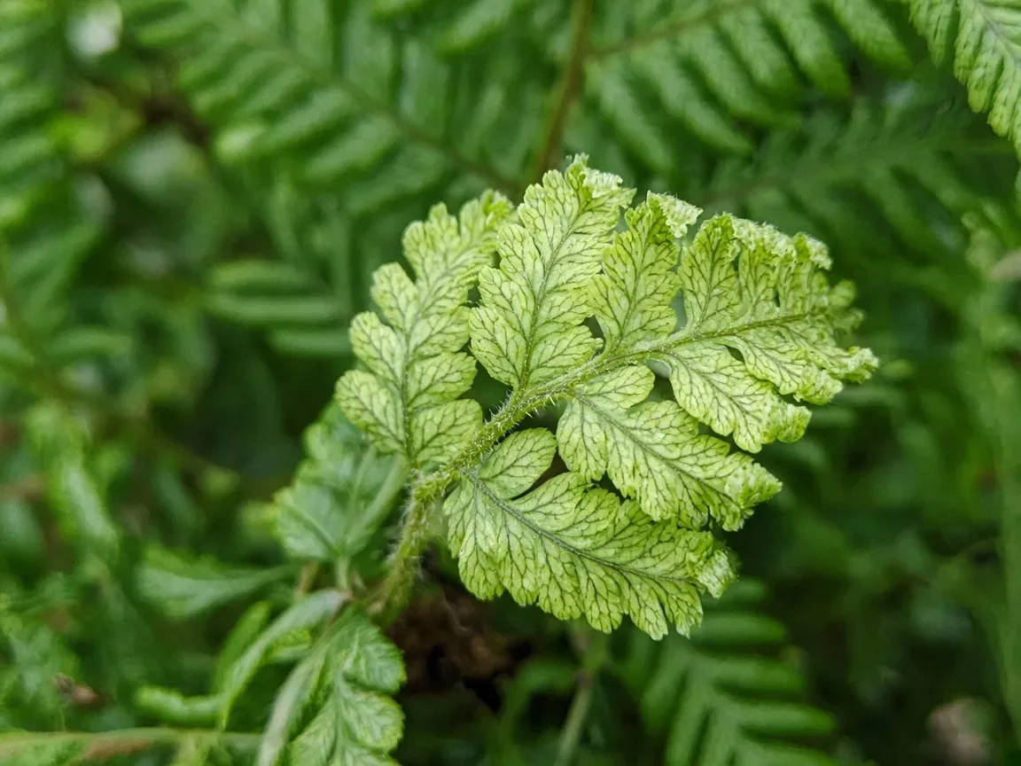 Close-up of interveinal chlorosis on new Boston Fern pinnae at the crown