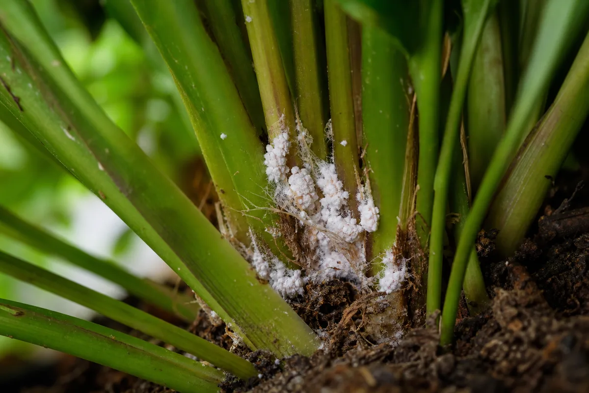Close-up of Mealybugs on Boston Fern - diagnostic detail