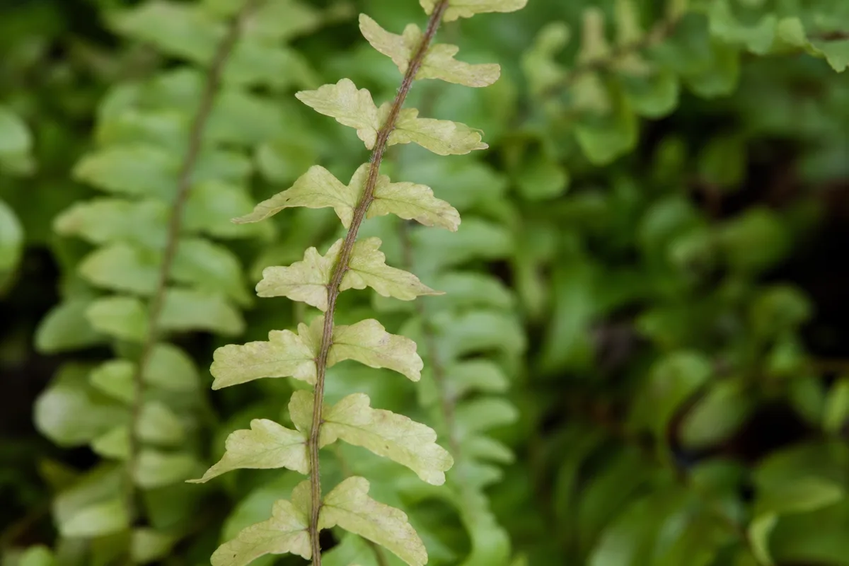 Fern fronds scorched by too much direct window sun