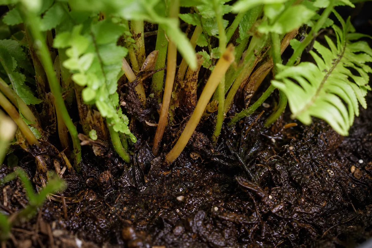 Overwatered fern with soggy soil and declining fronds