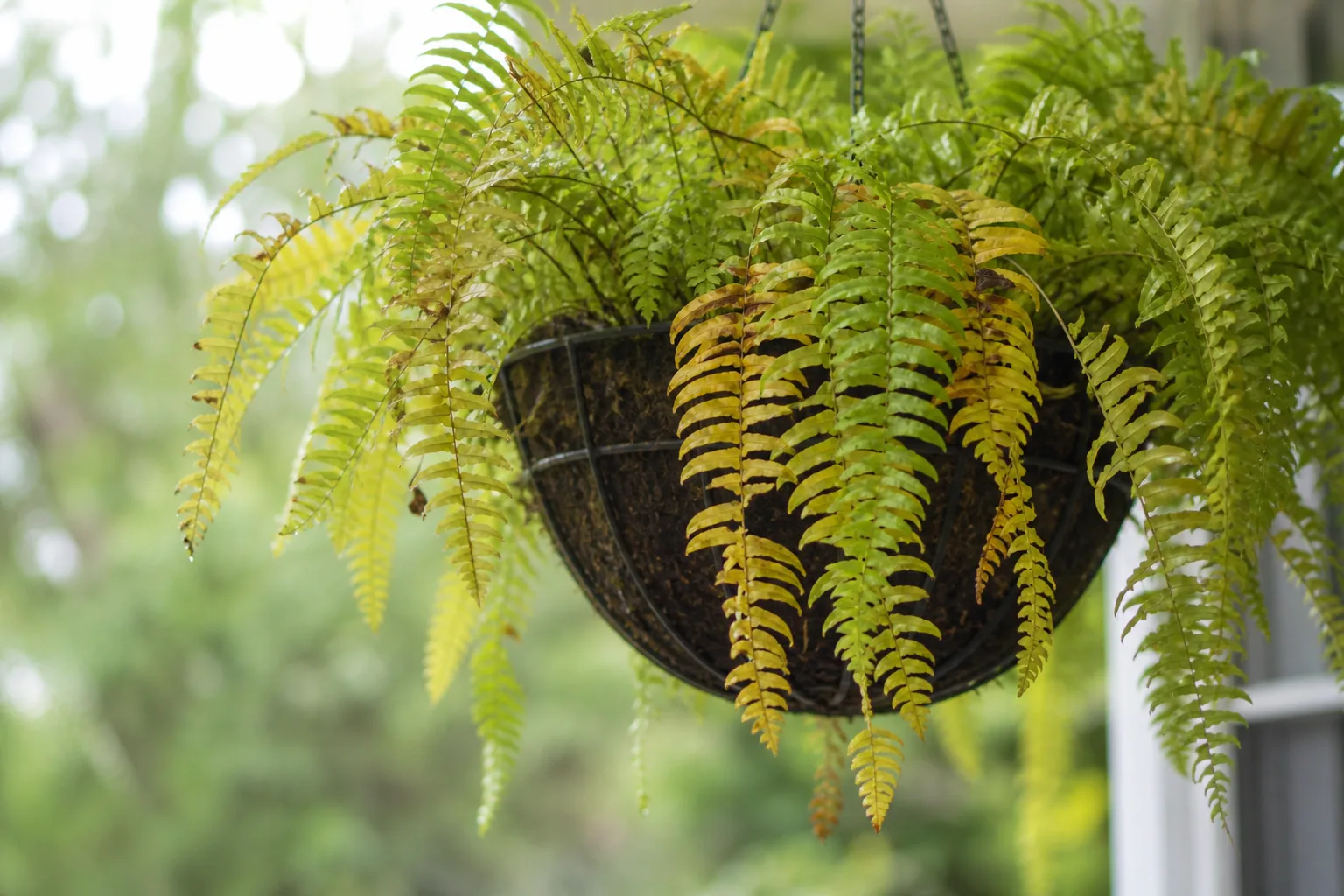 Overwatering on Boston Fern - visible symptom on the plant