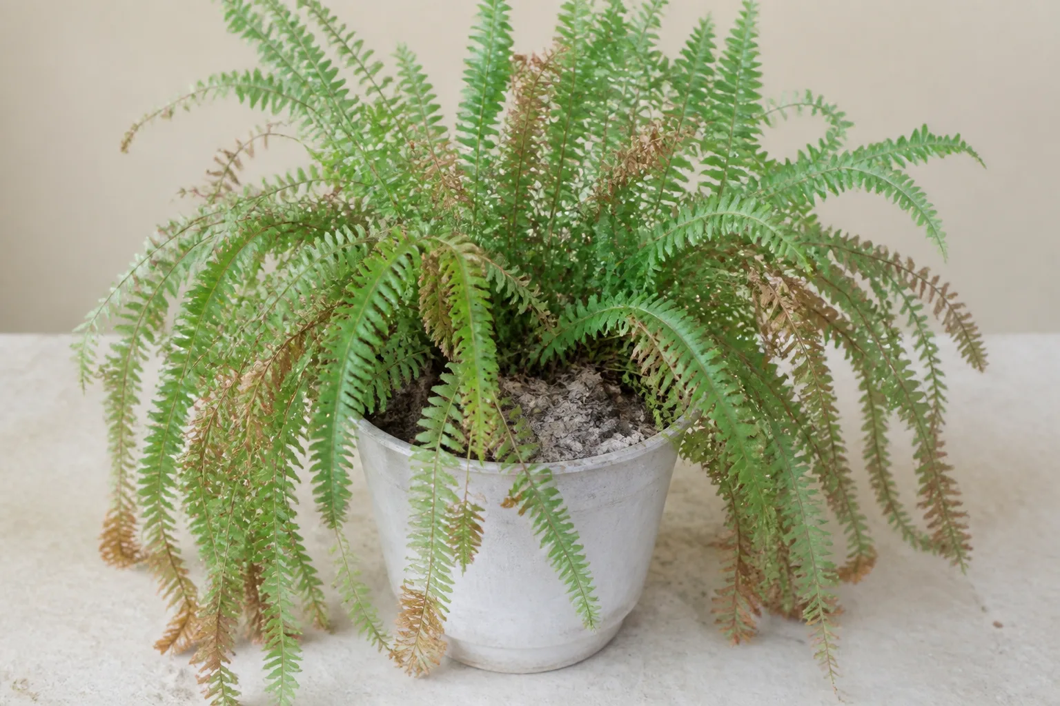 Underwatering on Boston Fern - visible symptom on the plant