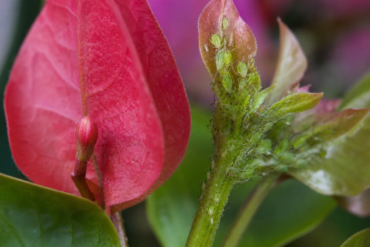 Close-up of Aphids on Bougainvillea - diagnostic detail