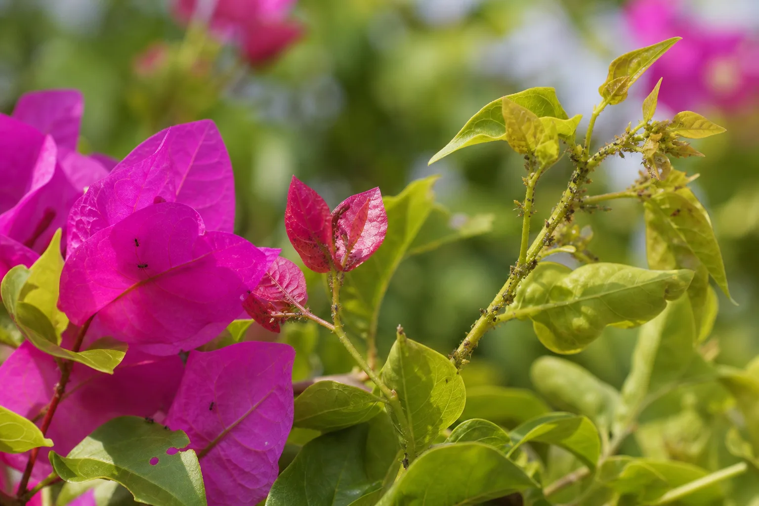 Aphids on Bougainvillea - visible symptom on the plant