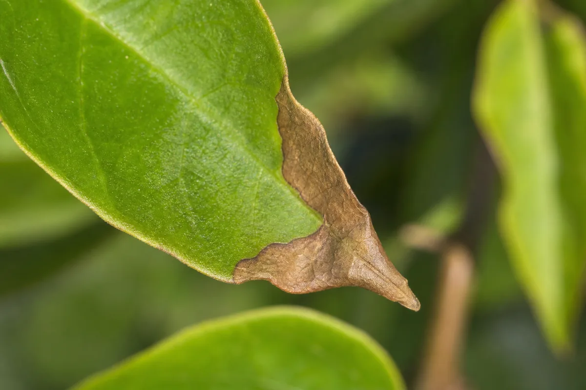 Close-up of Brown Tips on Bougainvillea - diagnostic detail