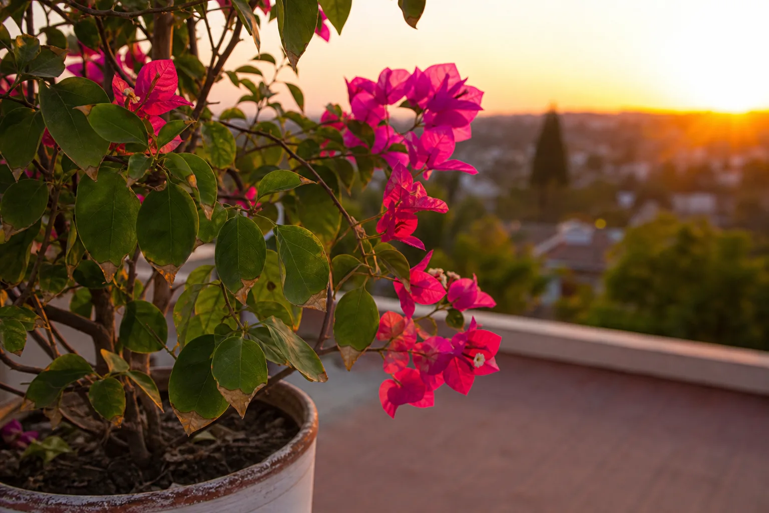 Brown Tips on Bougainvillea - visible symptom on the plant